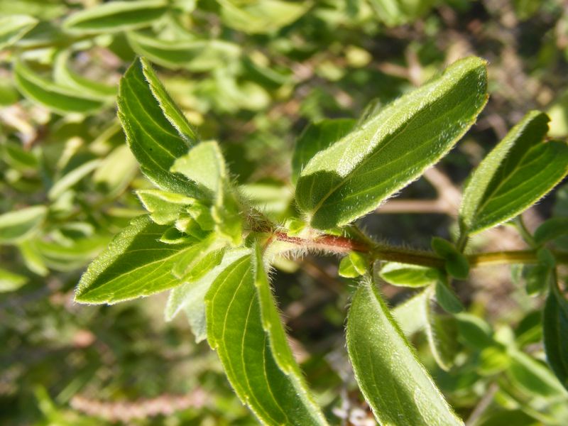 Ocimum kilimandscharicum eFlora of India